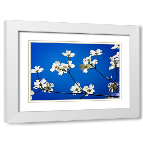 Dogwood on Blue II White Modern Wood Framed Art Print with Double Matting by Hausenflock, Alan