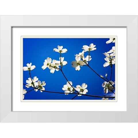 Dogwood on Blue II White Modern Wood Framed Art Print with Double Matting by Hausenflock, Alan