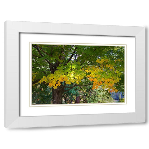 Autumns Beginning White Modern Wood Framed Art Print with Double Matting by Hausenflock, Alan