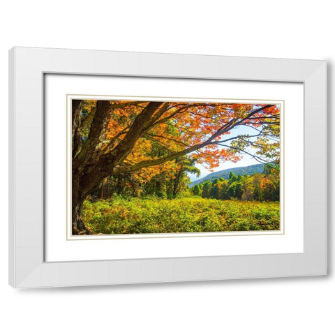 Old Mountain Maple White Modern Wood Framed Art Print with Double Matting by Hausenflock, Alan