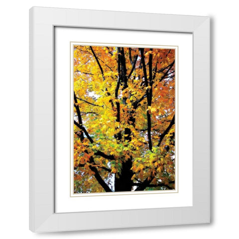 Autumn Color I White Modern Wood Framed Art Print with Double Matting by Hausenflock, Alan