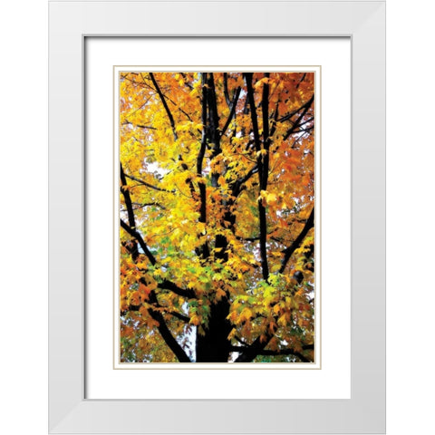 Autumn Color I White Modern Wood Framed Art Print with Double Matting by Hausenflock, Alan