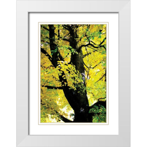 Autumn Color II White Modern Wood Framed Art Print with Double Matting by Hausenflock, Alan