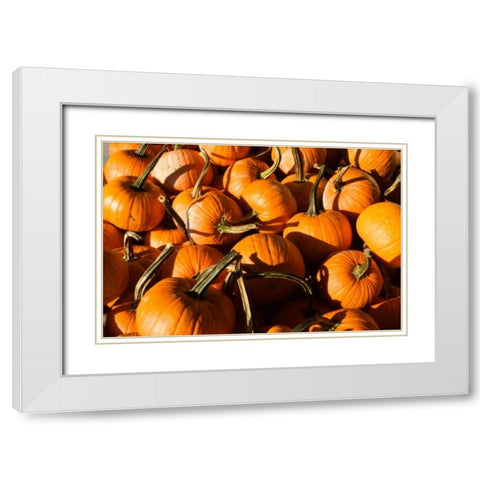 Pumpkins White Modern Wood Framed Art Print with Double Matting by Hausenflock, Alan