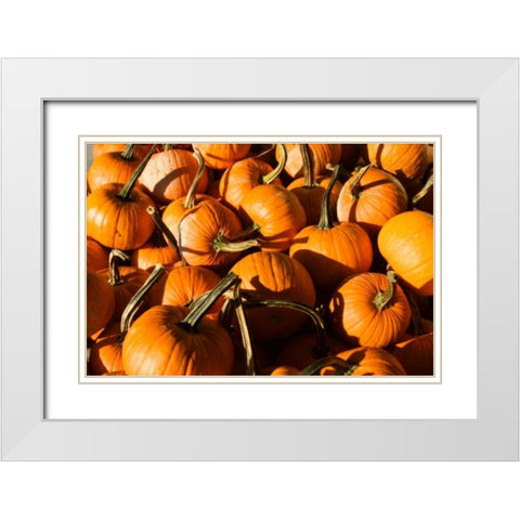 Pumpkins White Modern Wood Framed Art Print with Double Matting by Hausenflock, Alan