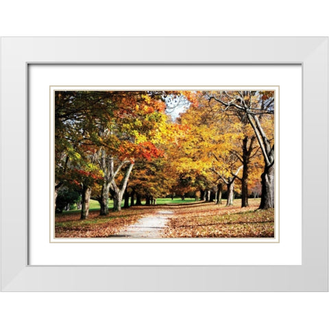 Maymont Maples I White Modern Wood Framed Art Print with Double Matting by Hausenflock, Alan