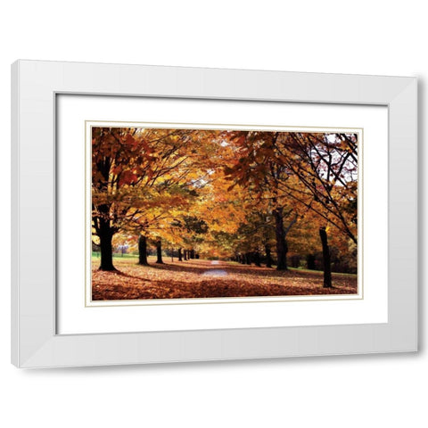 Maymont Maples II White Modern Wood Framed Art Print with Double Matting by Hausenflock, Alan