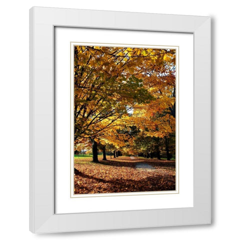 Maymont Maples IV White Modern Wood Framed Art Print with Double Matting by Hausenflock, Alan