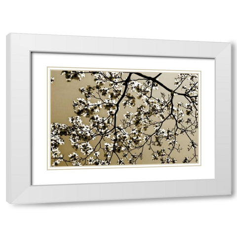 Dogwood II White Modern Wood Framed Art Print with Double Matting by Hausenflock, Alan