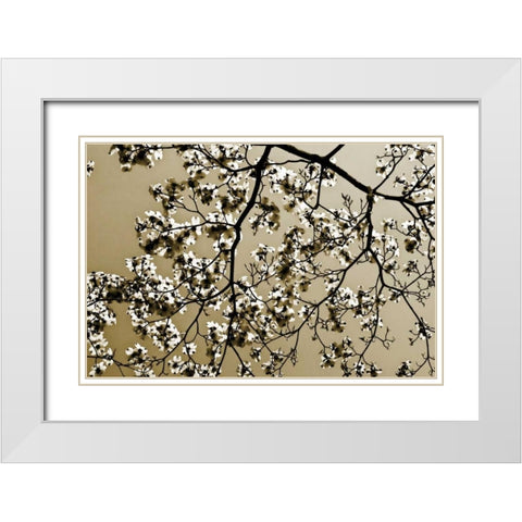 Dogwood II White Modern Wood Framed Art Print with Double Matting by Hausenflock, Alan