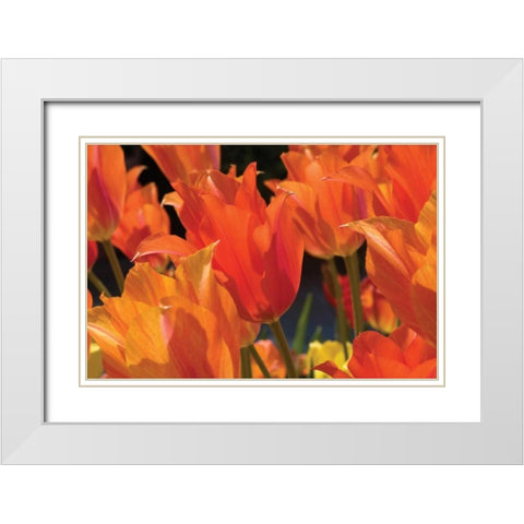 Tulip Field I White Modern Wood Framed Art Print with Double Matting by Hausenflock, Alan