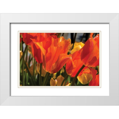 Tulip Field II White Modern Wood Framed Art Print with Double Matting by Hausenflock, Alan