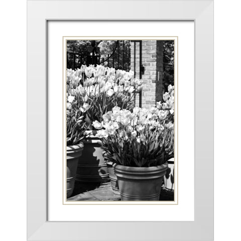 Spring Tulips I White Modern Wood Framed Art Print with Double Matting by Hausenflock, Alan