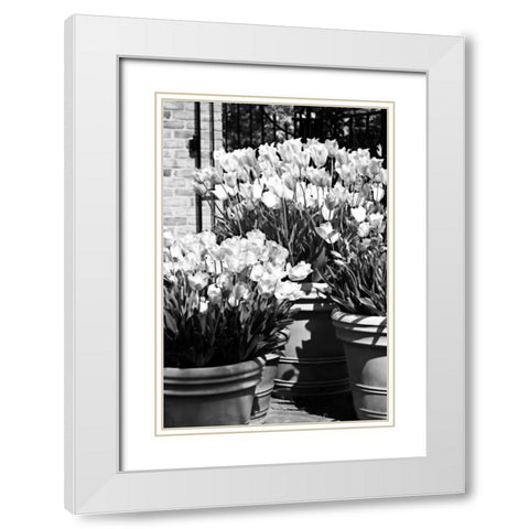 Spring Tulips II White Modern Wood Framed Art Print with Double Matting by Hausenflock, Alan