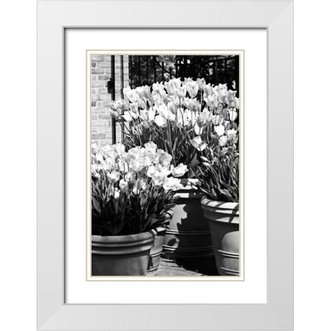Spring Tulips II White Modern Wood Framed Art Print with Double Matting by Hausenflock, Alan
