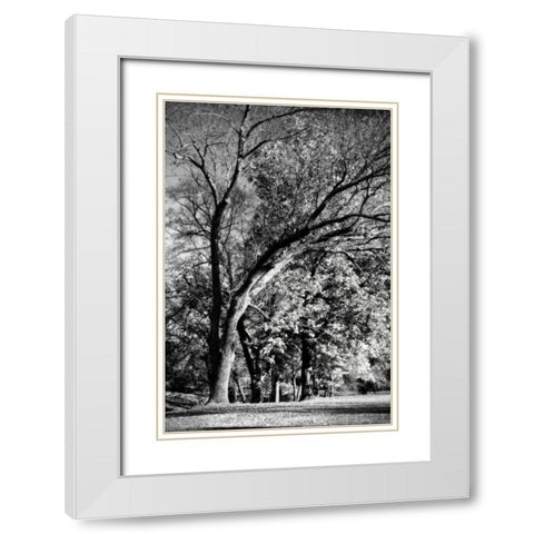 Four Trees White Modern Wood Framed Art Print with Double Matting by Hausenflock, Alan