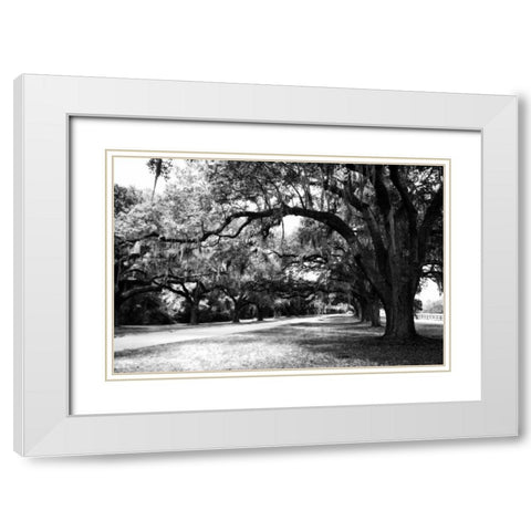 Charleston Oaks IX White Modern Wood Framed Art Print with Double Matting by Hausenflock, Alan