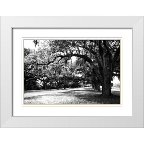 Charleston Oaks IX White Modern Wood Framed Art Print with Double Matting by Hausenflock, Alan
