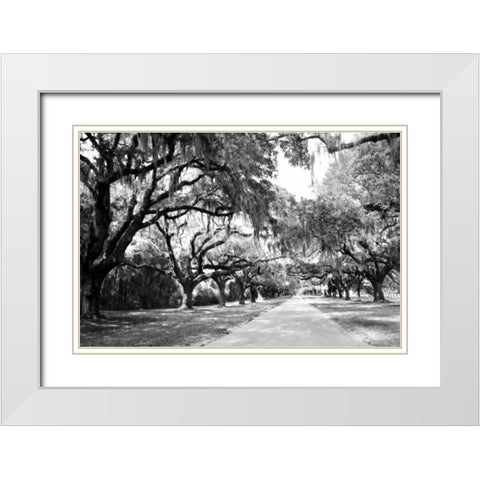 Charleston Oaks I0 White Modern Wood Framed Art Print with Double Matting by Hausenflock, Alan