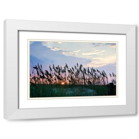 Sea Oats on Lavender II White Modern Wood Framed Art Print with Double Matting by Hausenflock, Alan