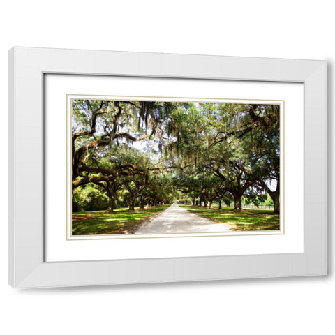 Charleston Oaks I White Modern Wood Framed Art Print with Double Matting by Hausenflock, Alan