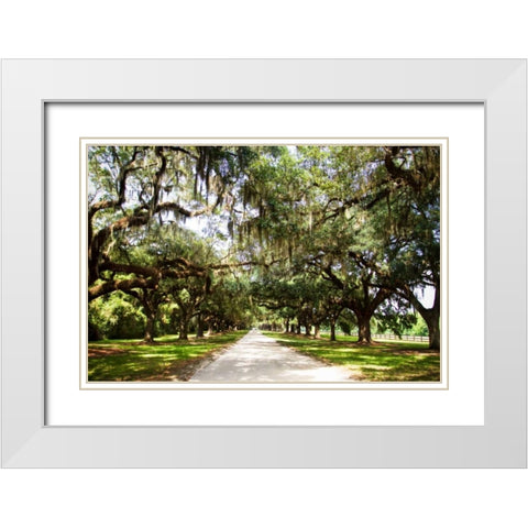 Charleston Oaks I White Modern Wood Framed Art Print with Double Matting by Hausenflock, Alan