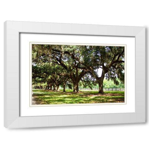 Charleston Oaks II White Modern Wood Framed Art Print with Double Matting by Hausenflock, Alan