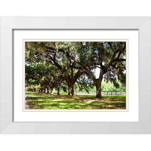 Charleston Oaks II White Modern Wood Framed Art Print with Double Matting by Hausenflock, Alan