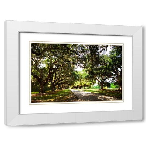 Charleston Oaks III White Modern Wood Framed Art Print with Double Matting by Hausenflock, Alan