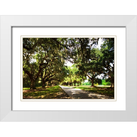 Charleston Oaks III White Modern Wood Framed Art Print with Double Matting by Hausenflock, Alan