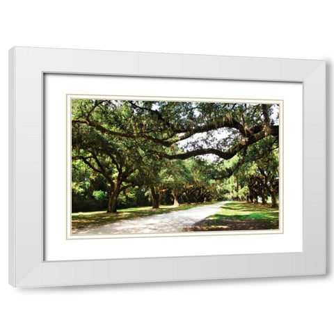 Charleston Oaks IV White Modern Wood Framed Art Print with Double Matting by Hausenflock, Alan