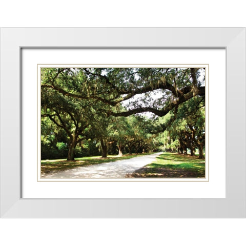 Charleston Oaks IV White Modern Wood Framed Art Print with Double Matting by Hausenflock, Alan