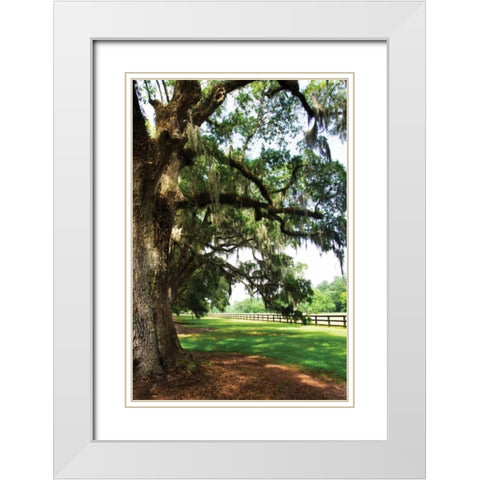 Charleston Oaks V White Modern Wood Framed Art Print with Double Matting by Hausenflock, Alan