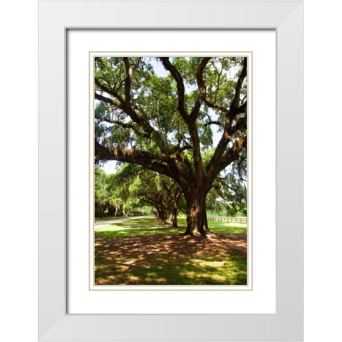Charleston Oaks VI White Modern Wood Framed Art Print with Double Matting by Hausenflock, Alan