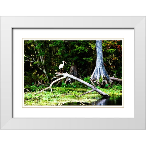 Ibis on a Limb White Modern Wood Framed Art Print with Double Matting by Hausenflock, Alan