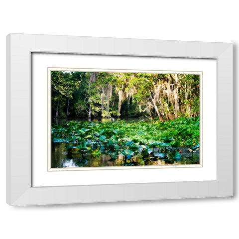 Water Lilies I White Modern Wood Framed Art Print with Double Matting by Hausenflock, Alan