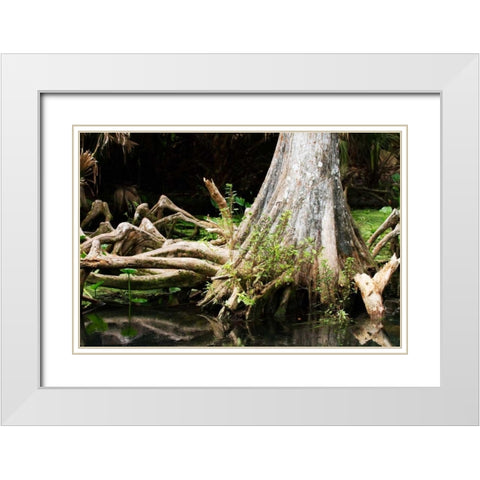 Cypress II White Modern Wood Framed Art Print with Double Matting by Hausenflock, Alan