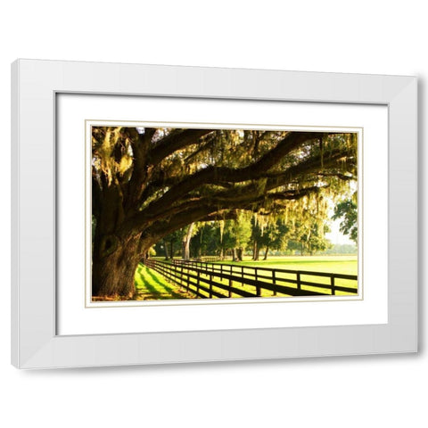 Majestic Oaks II White Modern Wood Framed Art Print with Double Matting by Hausenflock, Alan