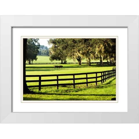 Serene Horses II White Modern Wood Framed Art Print with Double Matting by Hausenflock, Alan