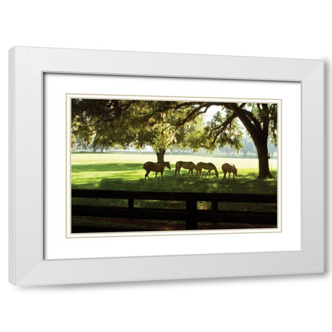 Horses in the Sunrise I White Modern Wood Framed Art Print with Double Matting by Hausenflock, Alan