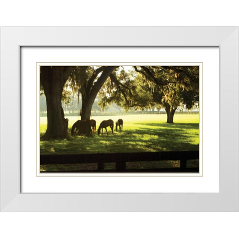 Horses in the Sunrise II White Modern Wood Framed Art Print with Double Matting by Hausenflock, Alan