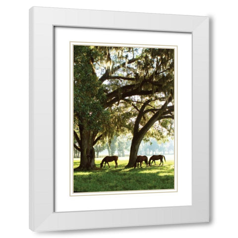 Horses in the Sunrise V White Modern Wood Framed Art Print with Double Matting by Hausenflock, Alan