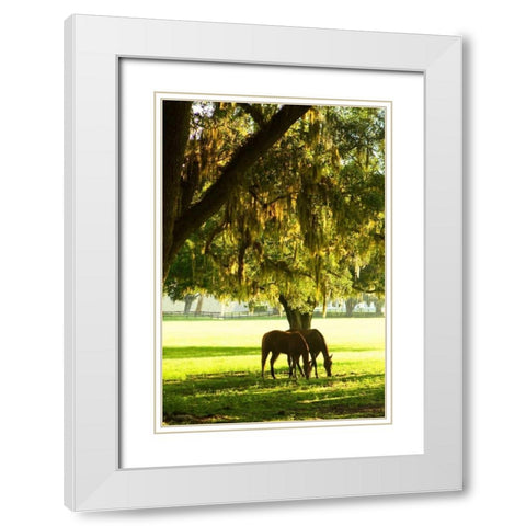 Horses in the Sunrise VIII White Modern Wood Framed Art Print with Double Matting by Hausenflock, Alan