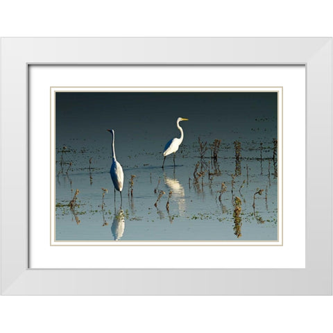 Early Morning Egrets I White Modern Wood Framed Art Print with Double Matting by Hausenflock, Alan