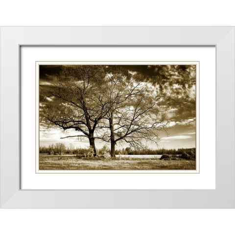 Rolesville Oaks White Modern Wood Framed Art Print with Double Matting by Hausenflock, Alan