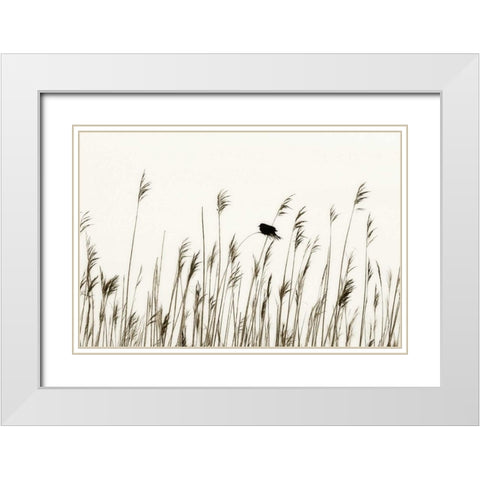 Bird in the Grass I White Modern Wood Framed Art Print with Double Matting by Hausenflock, Alan