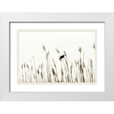 Bird in the Grass II White Modern Wood Framed Art Print with Double Matting by Hausenflock, Alan