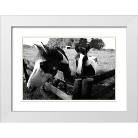 Stormy and Foal I White Modern Wood Framed Art Print with Double Matting by Hausenflock, Alan