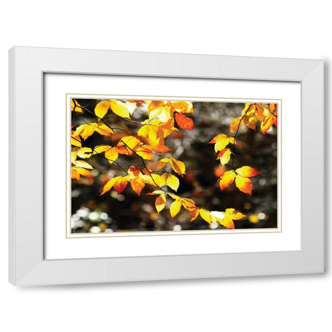 Autumn Leaves I White Modern Wood Framed Art Print with Double Matting by Hausenflock, Alan