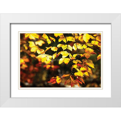 Autumn Leaves II White Modern Wood Framed Art Print with Double Matting by Hausenflock, Alan